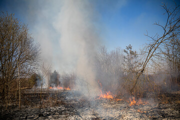 Feldbrand und Waldbrand nach langer Trockenheit