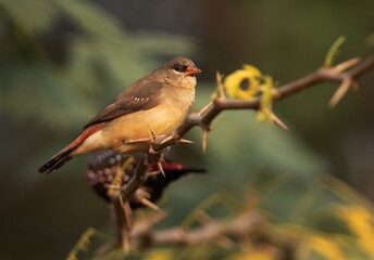 Red munia perched on tree at Bhigwan bird sanctuary Maharashtra