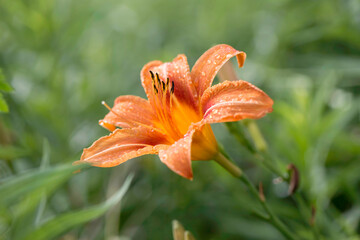 Obraz premium Ditch Lily in Rain