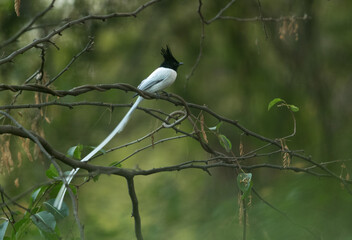 Paradise flycatcher perched on a tree at Bhigwan bird sanctuary Maharashtra, India
