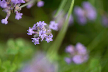 Fototapeta na wymiar Wild Purple Flowers