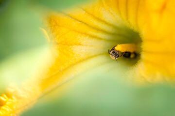 Bees in Squash flower
