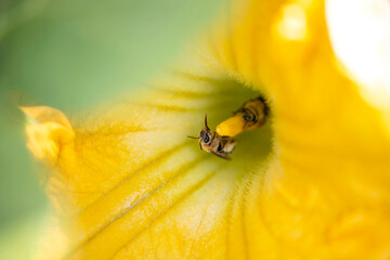 Bees in Squash Plant
