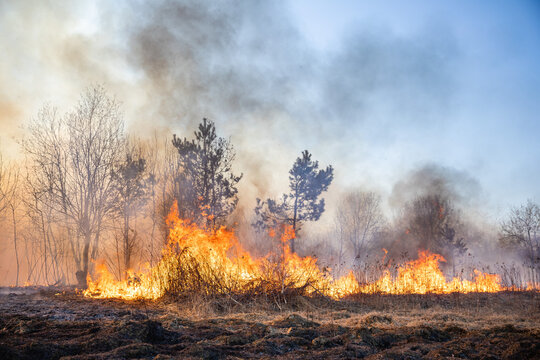 Feldbrand und Waldbrand nach langer Trockenheit