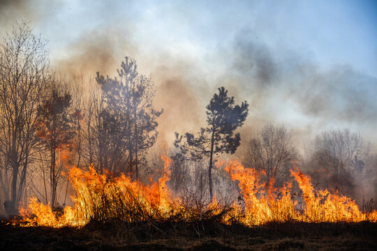 Feldbrand und Waldbrand nach langer Trockenheit