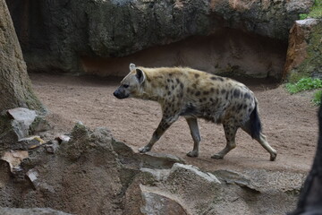 hiena paseando en su espacio de Bioparc Valencia