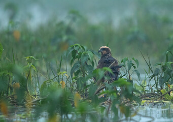 Eurasian Marsh harrier perched on bushes at Bhigwan bird sanctuary, Maharashtra