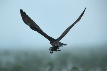 Eurasian Marsh harrier holding a coot chick at Bhigwan bird sanctuary, Maharashtra