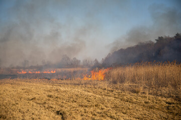 Feldbrand und Waldbrand nach langer Trockenheit