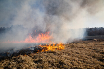 Feldbrand und Waldbrand nach langer Trockenheit