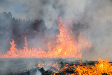 Feldbrand und Waldbrand nach langer Trockenheit