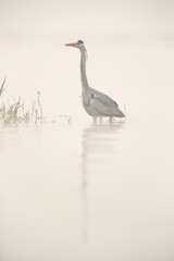 Grey heron and the foggy morning at Bhigwan bird sanctuary, India