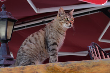 Portrait of a Cat alone in the waterfront. Cat sitting on a wooden railing in a cafe. Tabby .Close-up Portrait of cat, curious Looking in camera with beautiful eyes .Animals in the city