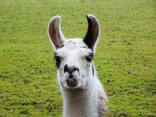 Obraz premium White llama in close up, portrait.