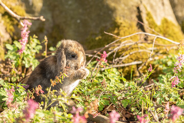cute baby rabbit outside in garden