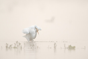 Great Egret fishing at Bhigwan bird sanctuary on foggy morning , Maharashtra