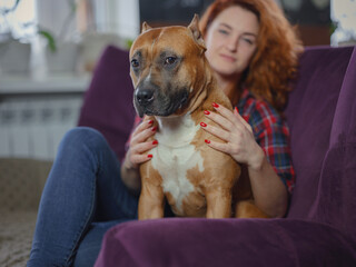 Happy woman petting her merican staffordshire terrier on couch at home in living room. pet and...