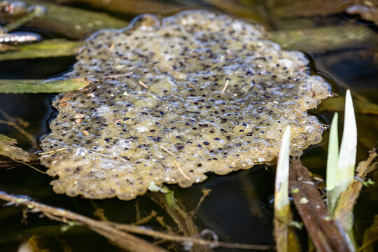 Close up of frog spawn floating on pond surface