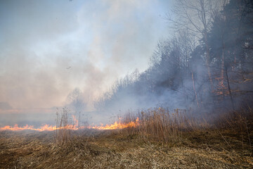 Feldbrand und Waldbrand nach langer Trockenheit