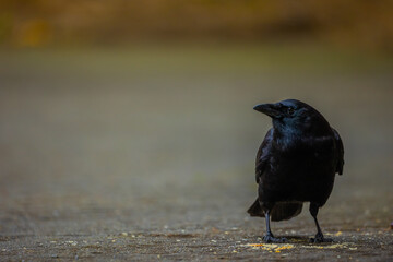 Crow Standing Over Food on Cement Looking Around