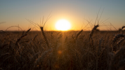 Trigo lavoura por do sol
