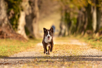 Beautiful Australian Shepherd dog is running through a tree avenue in the forest