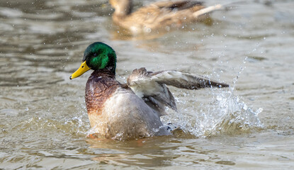 Duck splashing in the canal