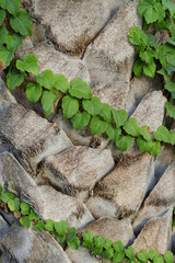 Detail of the trunk of a tropical palm tree. Palm tree trunk texture . Palm tree trunk background. Green ivy around tree. Nature. Tropical plant. Exotic Travel. Natural jungle background 