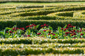Flowers in the middle of a box hedge maze