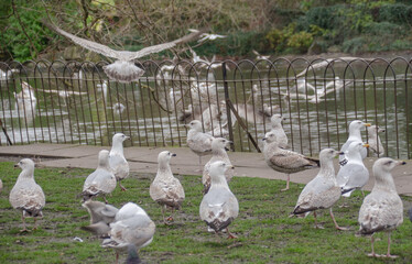 Dublin: Vögel im Park