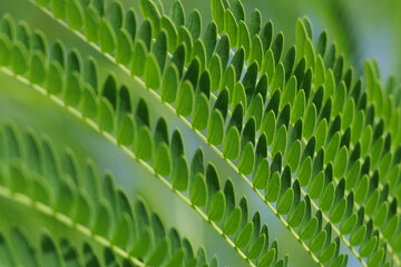 Fototapeta premium Spring background. Wallpaper and background. Sengon leaves. Green Sengon Albizia julibrissin. Leaves of Albizia Chinensis tree. Beautiful natural plant with bright green colours. Persian silk tree 