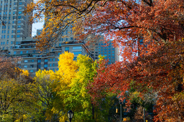 NEW YORK, NEW YORK USA – NOVEMBER 24: Colorful autumnal leaf color trees glow in Central Park along Central Park West residential buildings on November 24, 2021 at New York City NY USA.