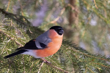 Eurasian bullfinch