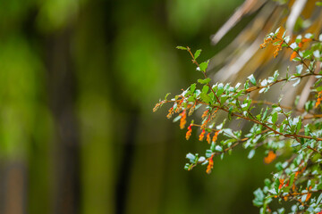Green Plant with Orange Flowers, Background Pure Blurred Green