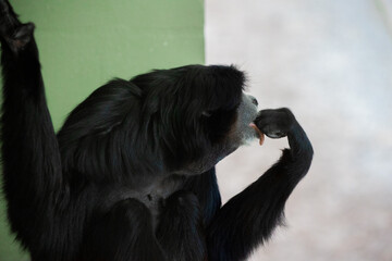 Monkey Licking Knuckles in Glass Room at the Zoo