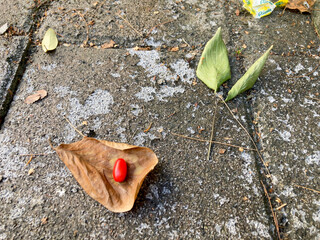 Rubby with fallen leaves