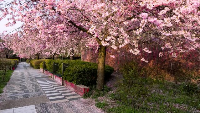 Aerial Drone - Spring Landscape at the Park with Flower Tree