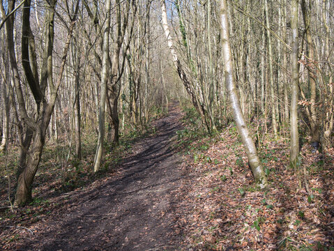 A muddy path through trees and  fallen leaves in late afternoon winter sunshine. Taken in Chesham, Buckinghamshire in south eastern England in the UK.
