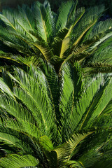 Grüne tropische Blätter Textur Nahaufnahme Hintergrund. Grüne Blätter. Frische Palmblätter. Palme-Hintergrund. Schöne natürliche Pflanze mit hellgrünen Farben. Palmzweig. Tropische Pflanze. Exotisches Reisen