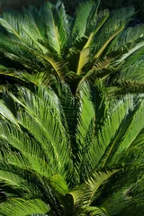 Foto op Plexiglas Limoengroen Groene tropische bladeren textuur close-up achtergrond. Groene bladeren. Verse palmbladeren. Palmboom achtergrond. Mooie natuurlijke plant met heldere groene kleuren. Palmtak. Tropische plant. Exotische reizen
