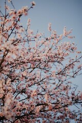 Mandelblüte in der Pfalz