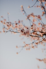 Mandelblüte in der Pfalz