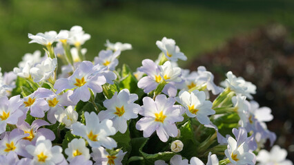 Primrose Primula Vulgaris. White flowers Primula blooms on a background of white Primula flowers. Spring floral background.  First spring flowers. Horizontal photo. Copy space