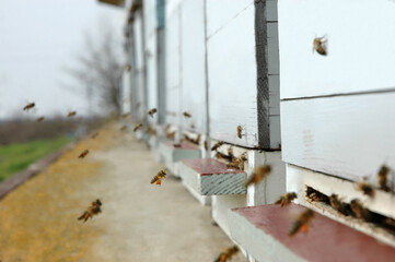 Selective focus of honey bees that carry pollen and enter their hive