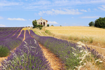 France, landscape of Provence: lavender and wheat fields, plateau Valensole - 494296855