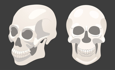 Illustration with two human skulls, full face and sideways.