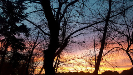 Trees on sunset. Different kind of colors of sky. Yellow,orange,red,pink,purple,blue sky.