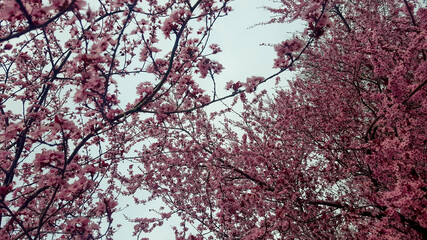 Under the Spring flowers. Spring background. Isolated blossoms.Selective focus on the flowers.