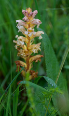 Yellow broomrape (Orobanche lutea)