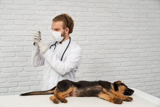 Side View Of Vet Holding Syringe, Dog Lying On Side On White Table. Doctor In Lab Coat, Mask And Gloves Looking, Ill German Shepherd Being In Narcosis. Concept Of Animals Life.